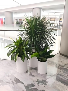 奉化盆景租赁公司